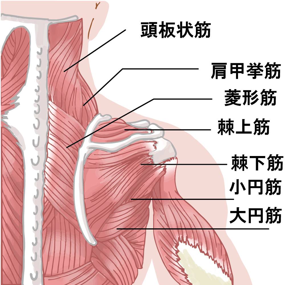 筋肉